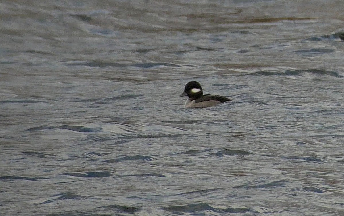 Bufflehead - ML498327101