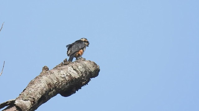 Falconete Acollarado - ML498327641