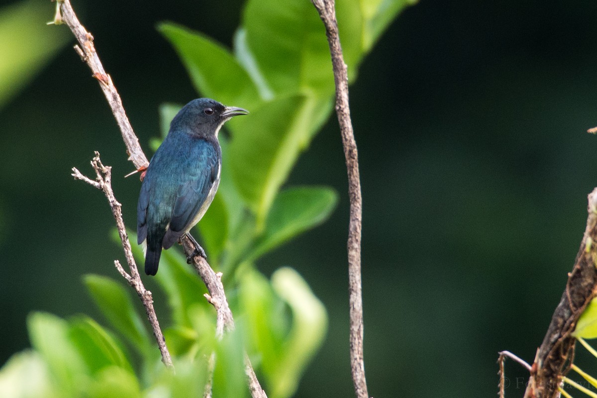 Pygmy Flowerpecker - Forest Botial-Jarvis