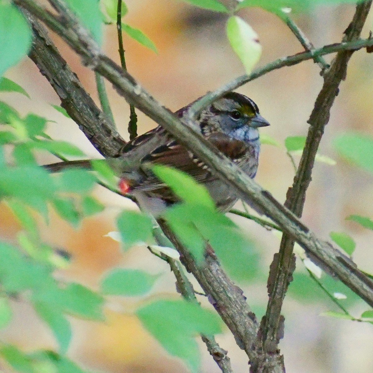 White-throated Sparrow - ML498328241