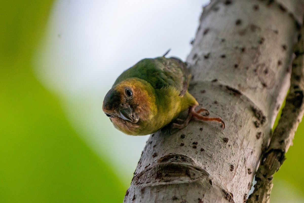 Buff-faced Pygmy-Parrot - Songkran Thongon