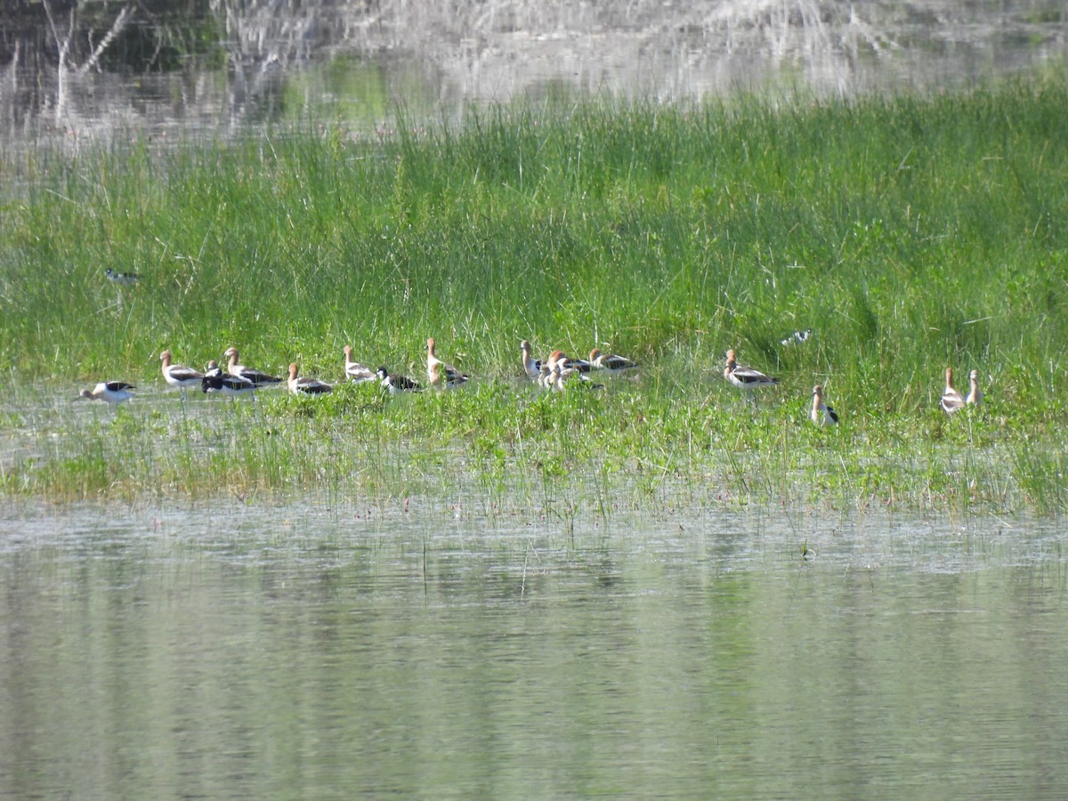 American Avocet - ML498328901