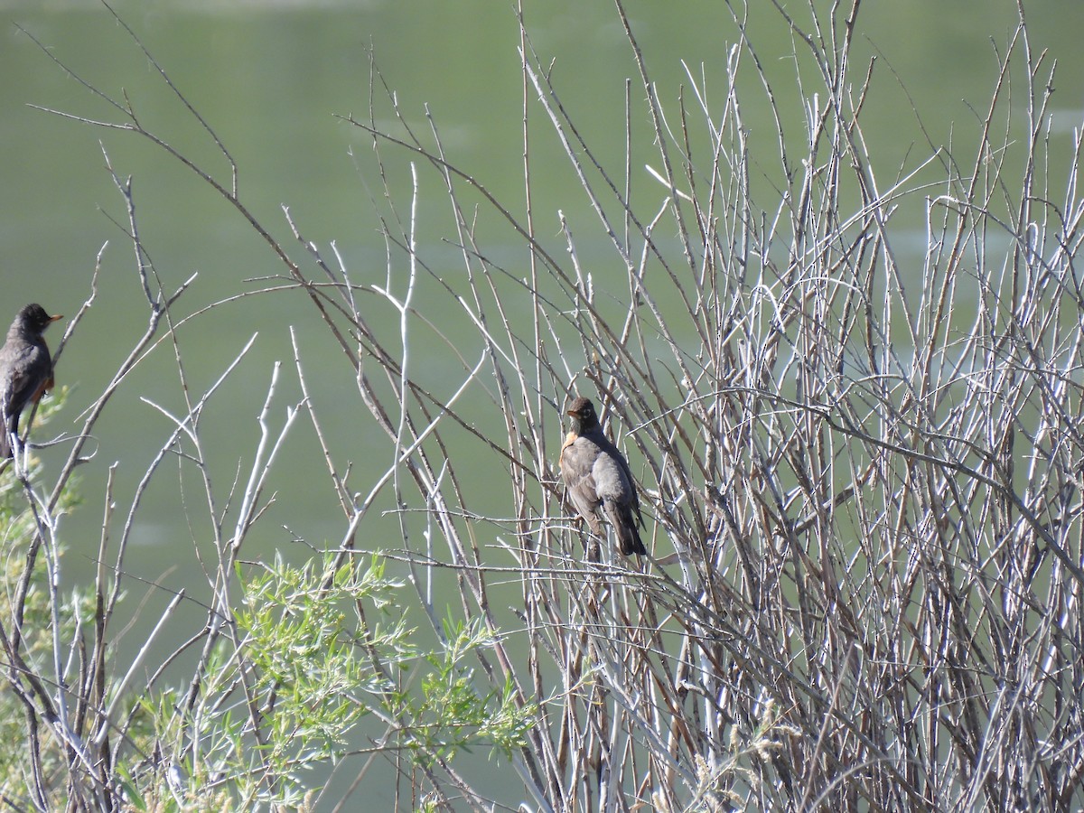 American Robin - ML498328981