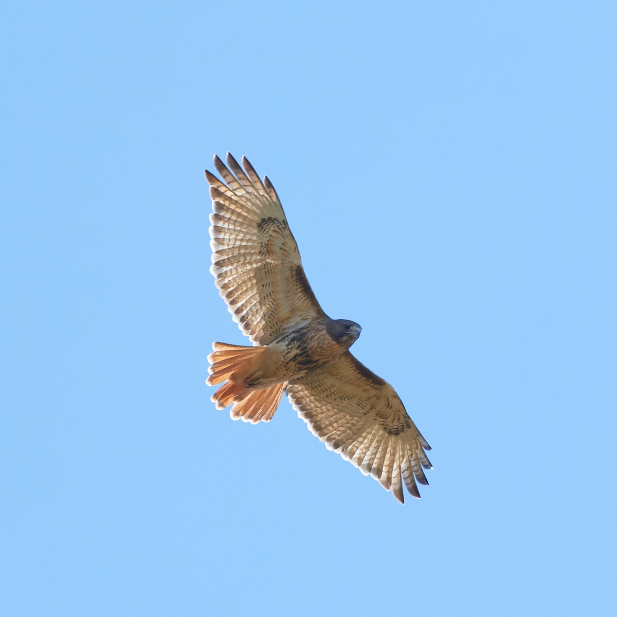 Red-tailed Hawk (abieticola) - ML498329331