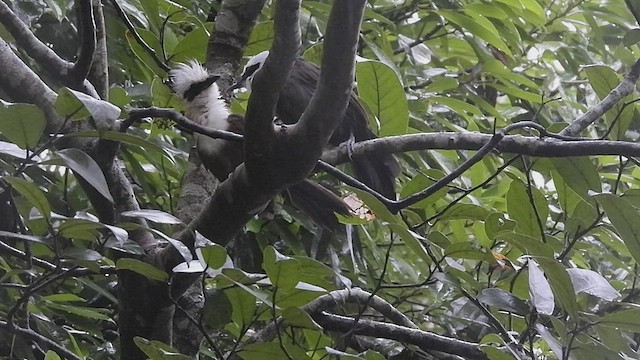 White-crested Laughingthrush - ML498329741