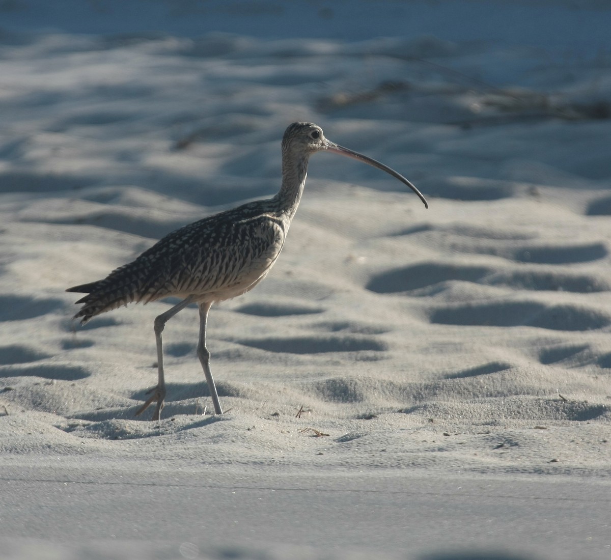 Long-billed Curlew - Peter Kappes