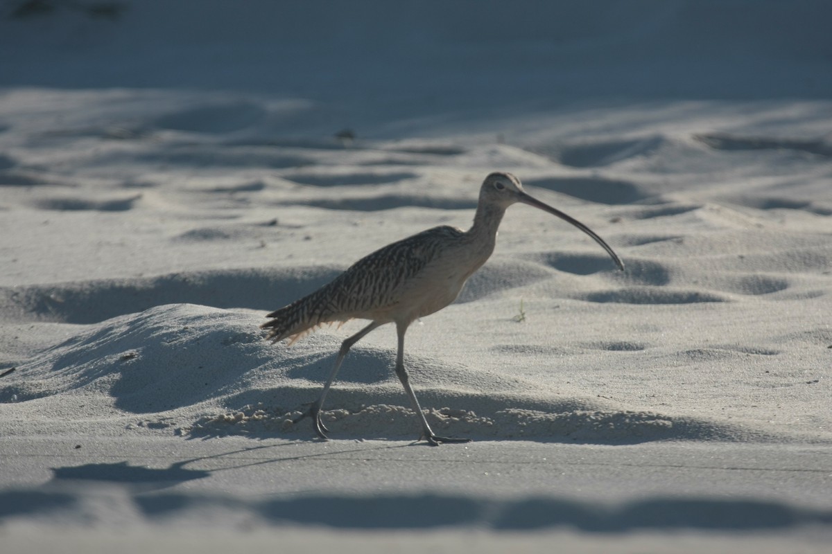 Long-billed Curlew - Peter Kappes