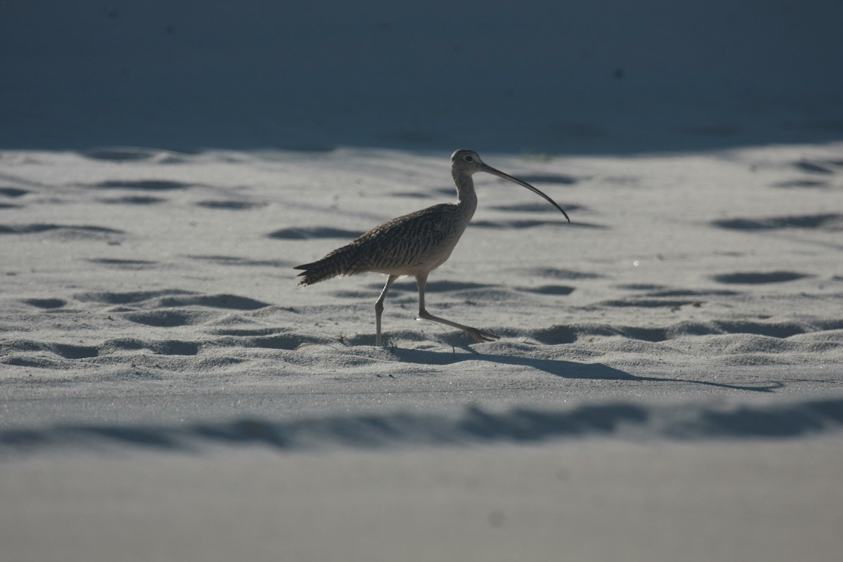 Long-billed Curlew - Peter Kappes