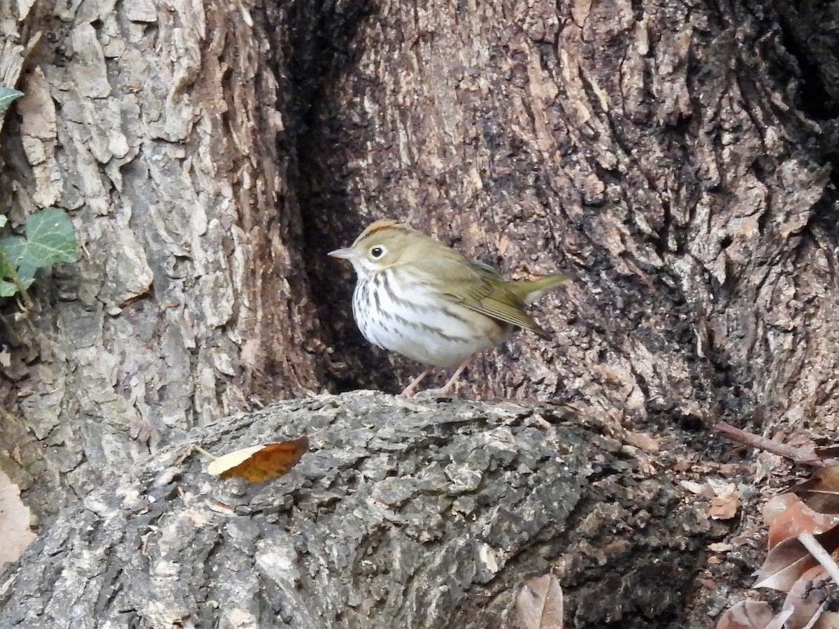 Ovenbird - ML498331091