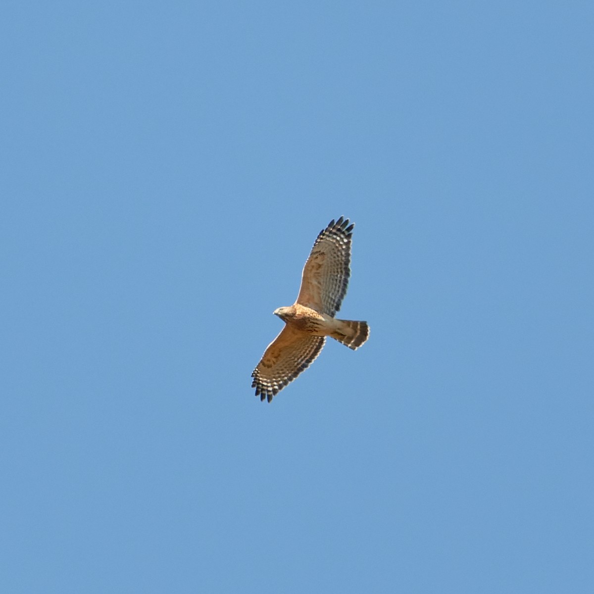 Red-shouldered Hawk (lineatus Group) - ML498331221