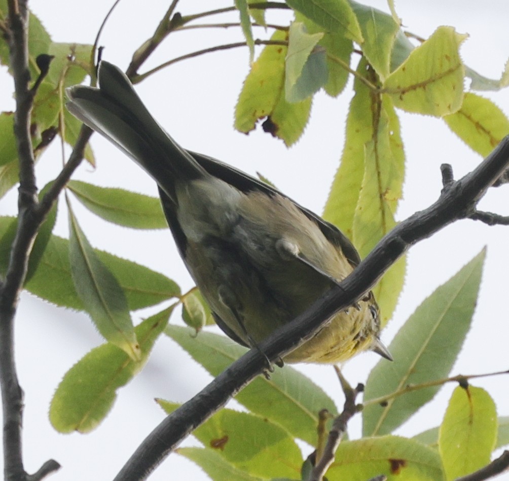 Common Yellowthroat - ML498332131