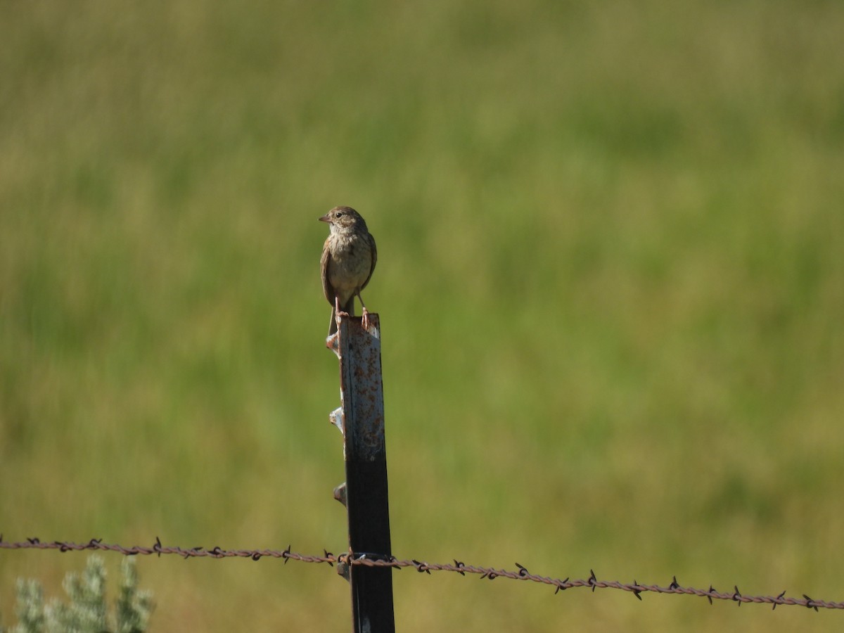 Vesper Sparrow - ML498333121