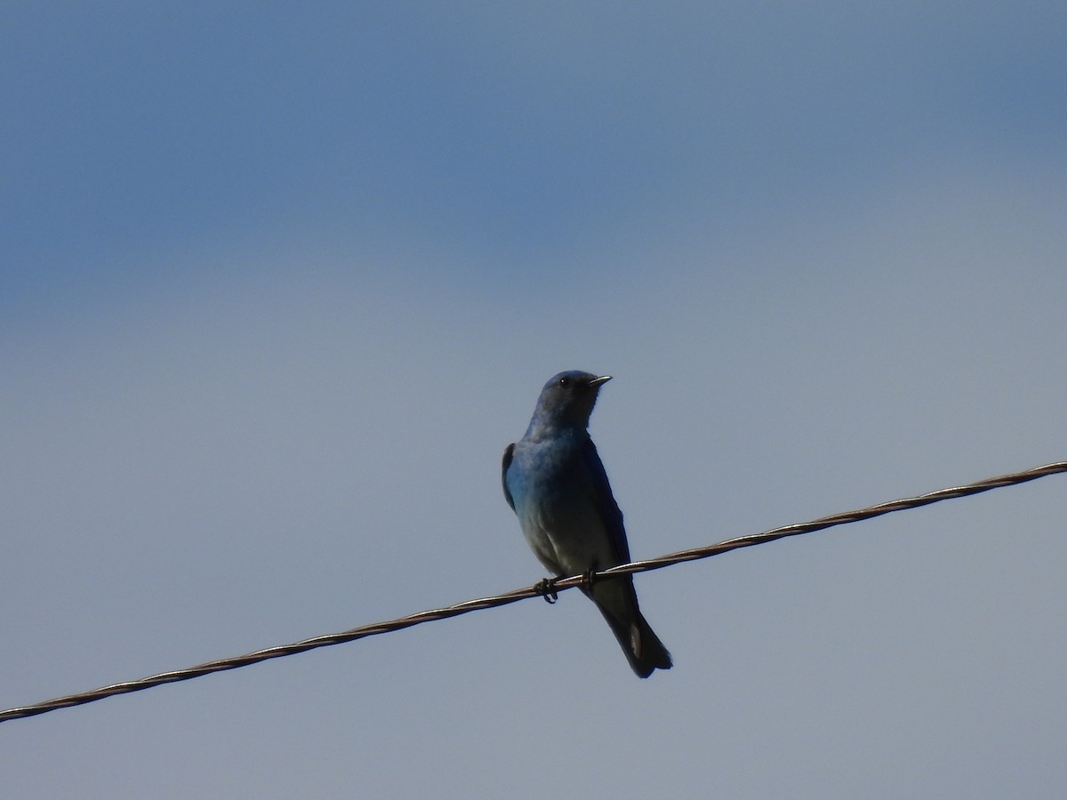 Mountain Bluebird - ML498333321