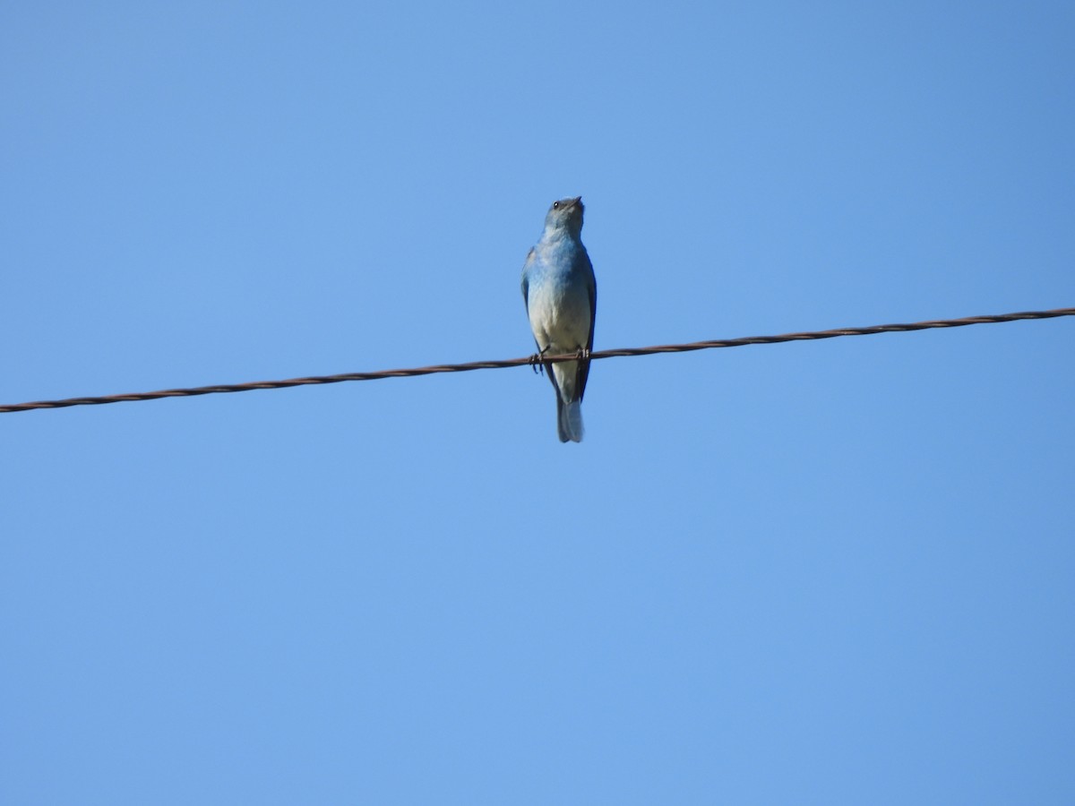 Mountain Bluebird - ML498333331