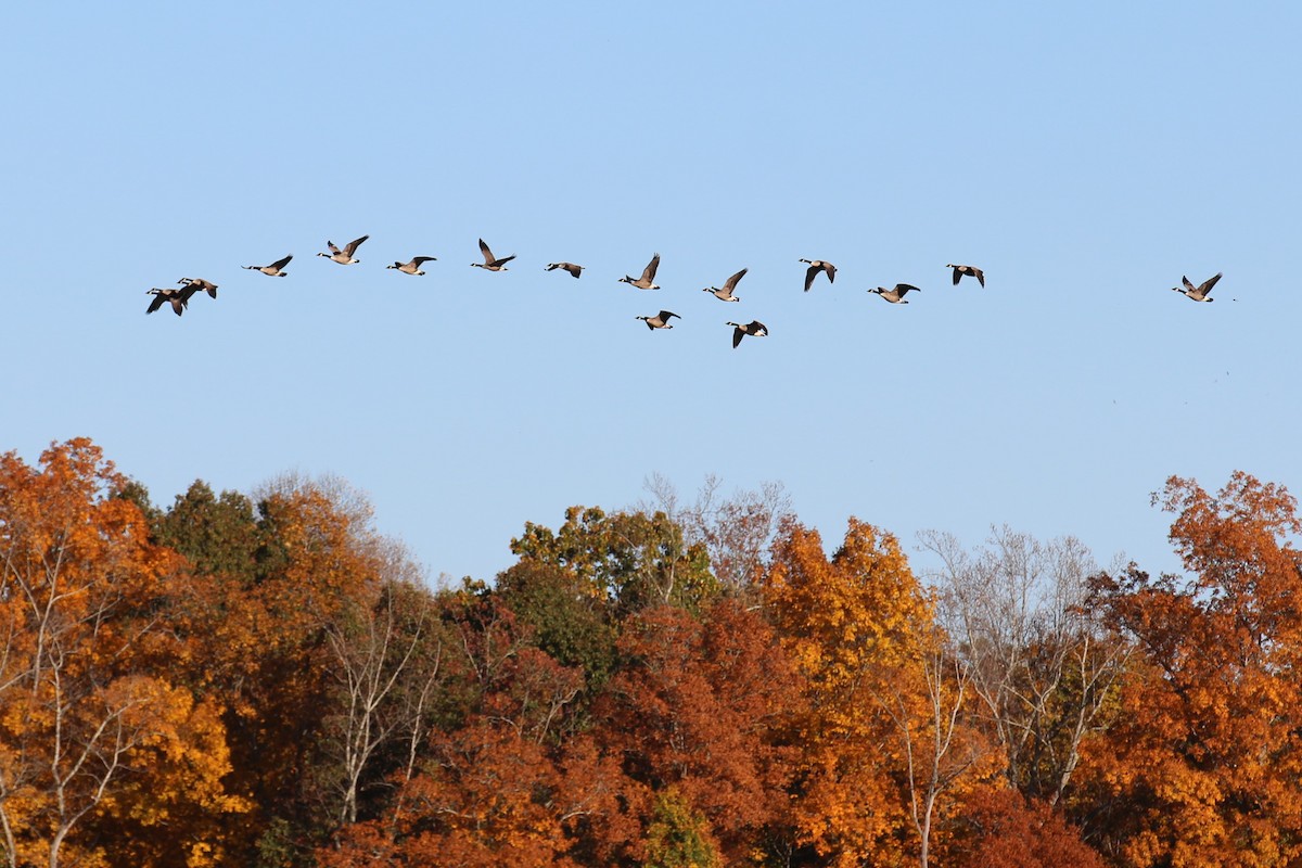 Canada Goose - ML498334661