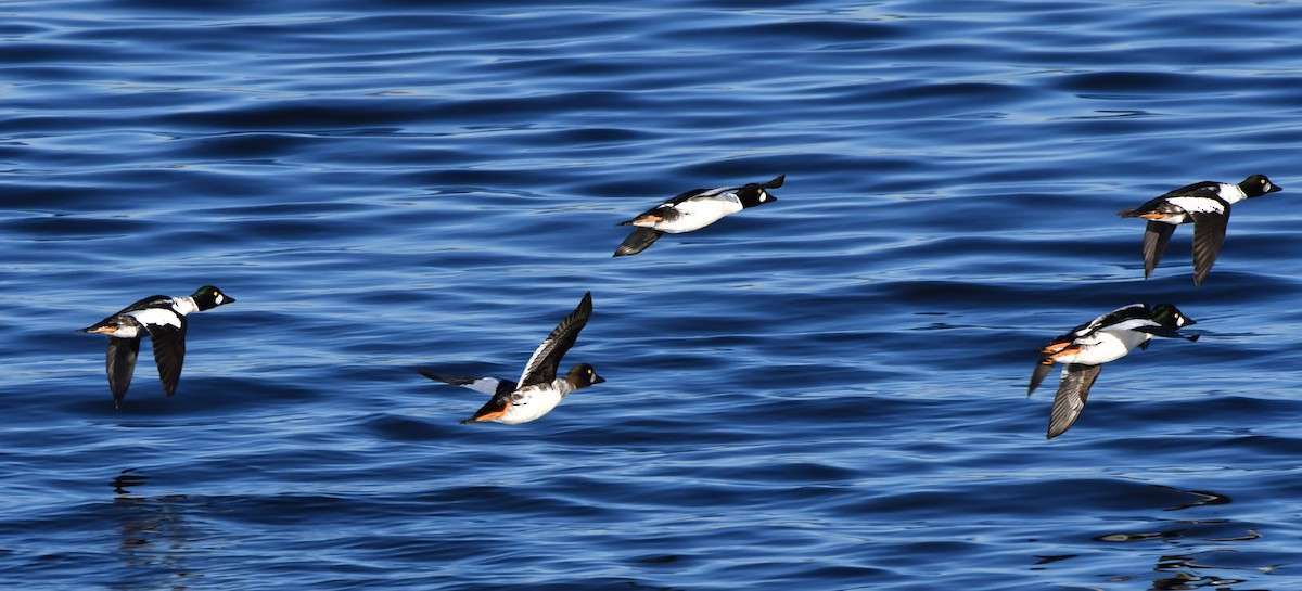 Common Goldeneye - ML498334731