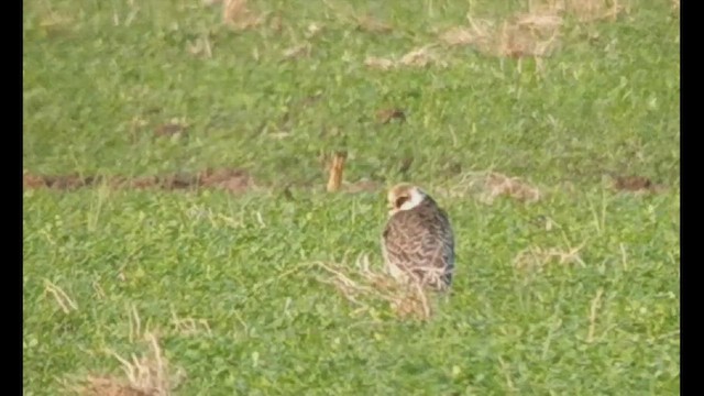 Red-footed Falcon - ML498334971