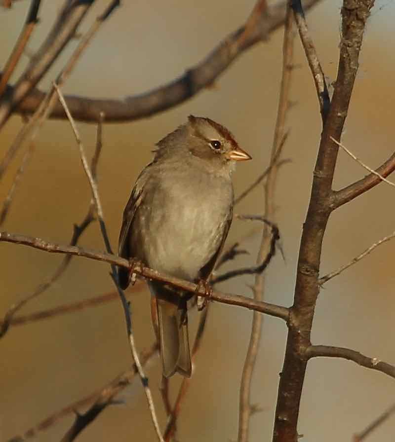 Bruant à couronne blanche - ML498335391