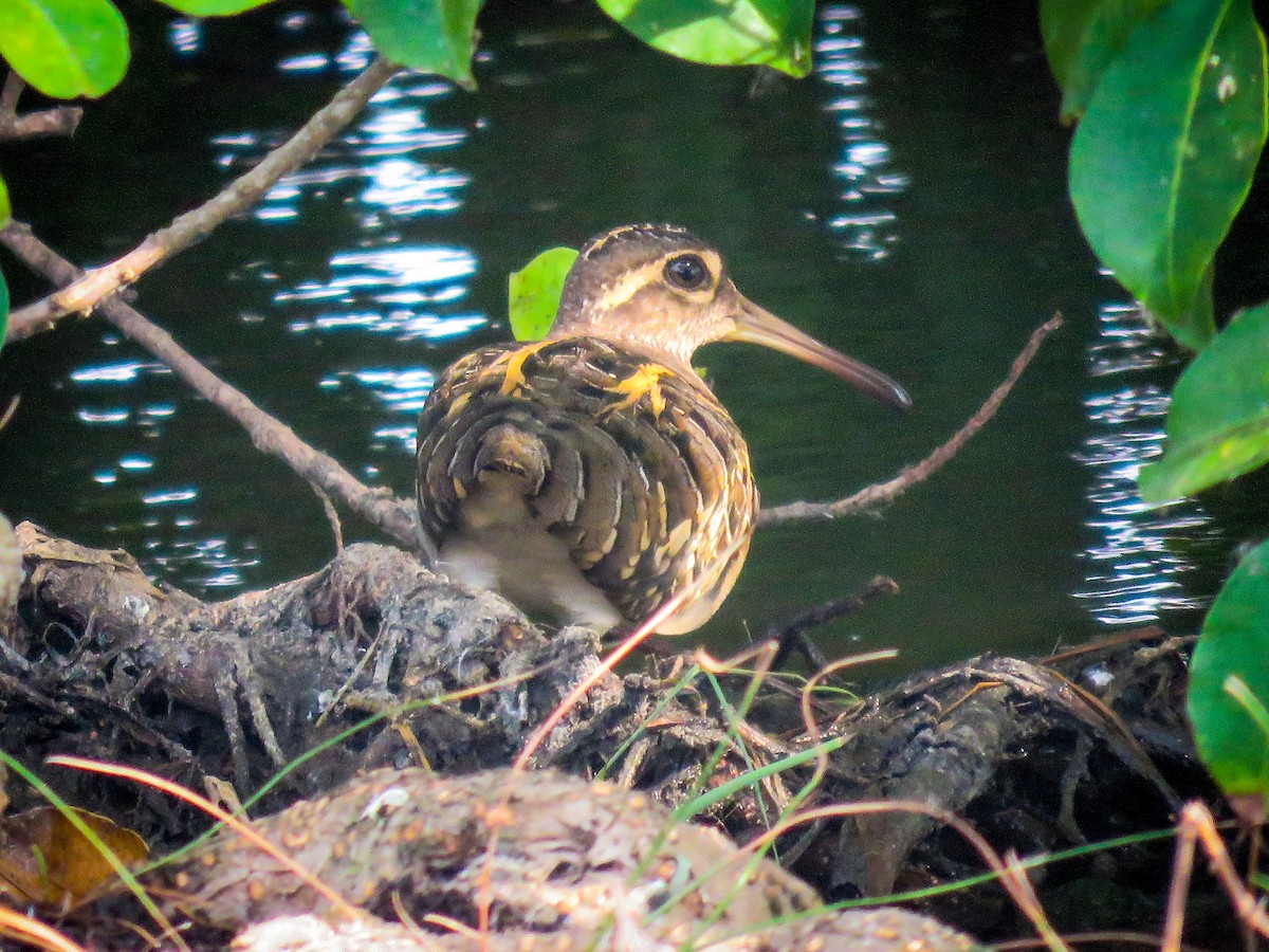 Greater Painted-Snipe - Sumesh PB