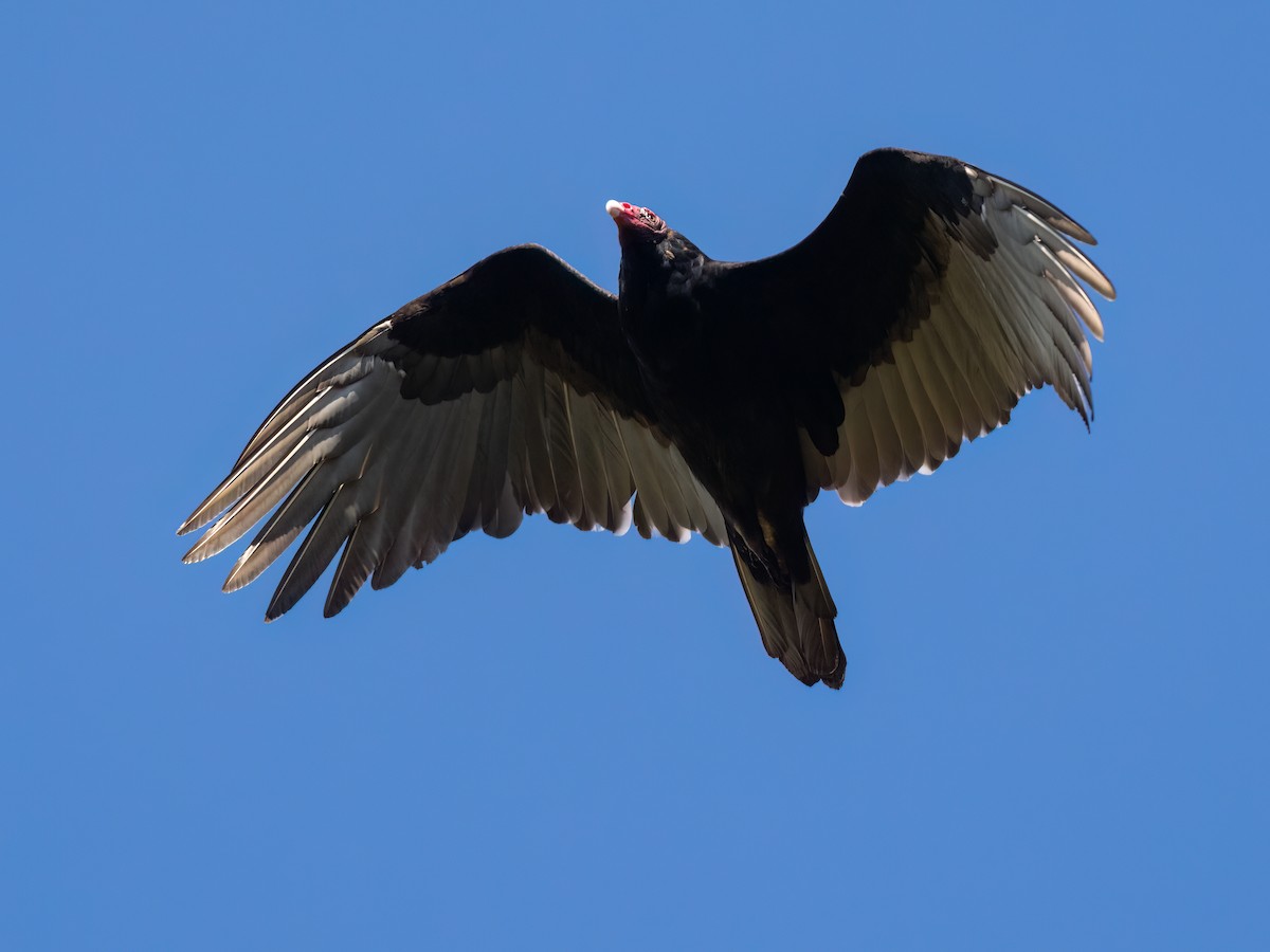 Turkey Vulture - ML498338031