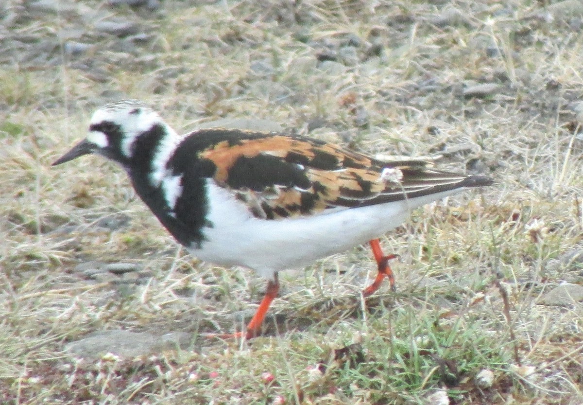 Ruddy Turnstone - ML498338731