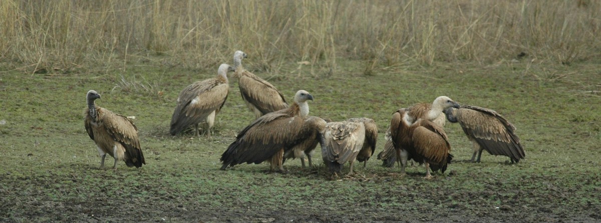 Indian Vulture - ML498339051