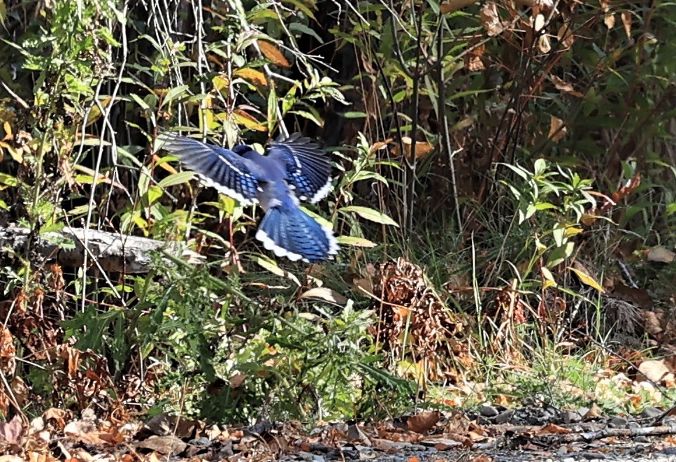 Blue Jay - Dennis Cooke