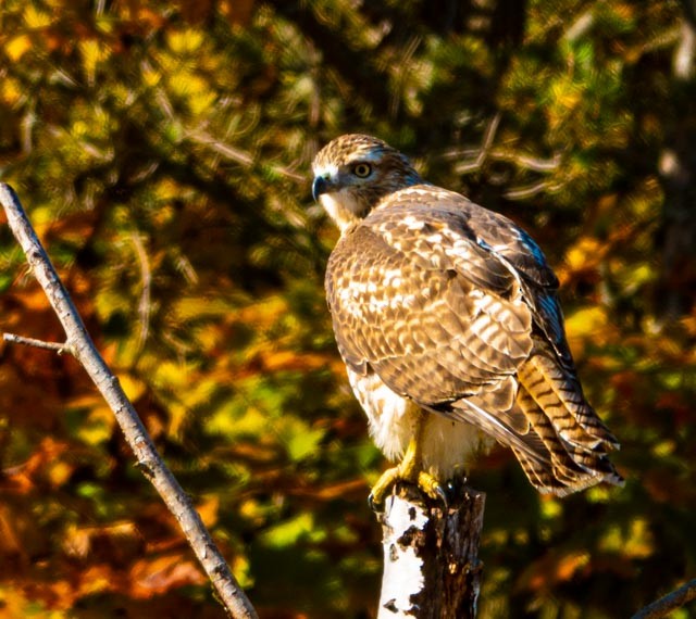 Red-tailed Hawk - ML498340521