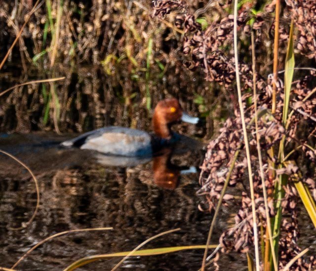 Redhead - ML498342141