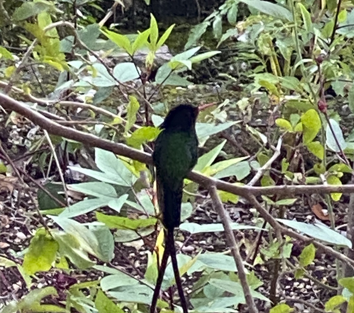 Red-billed Streamertail - ML498343861