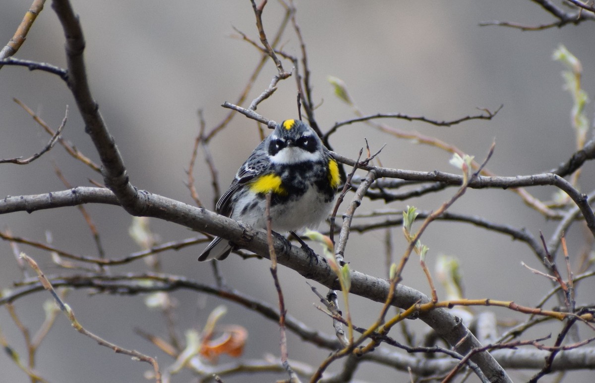 Yellow-rumped Warbler - ML498344061