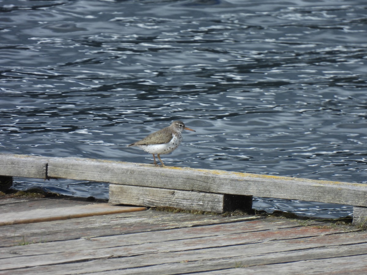 Spotted Sandpiper - ML498344091