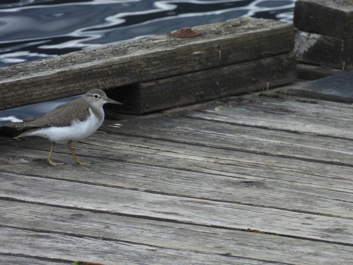 Spotted Sandpiper - ML498344101