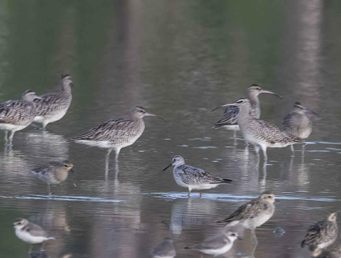Great Knot - Shakti - Tribesmen.in