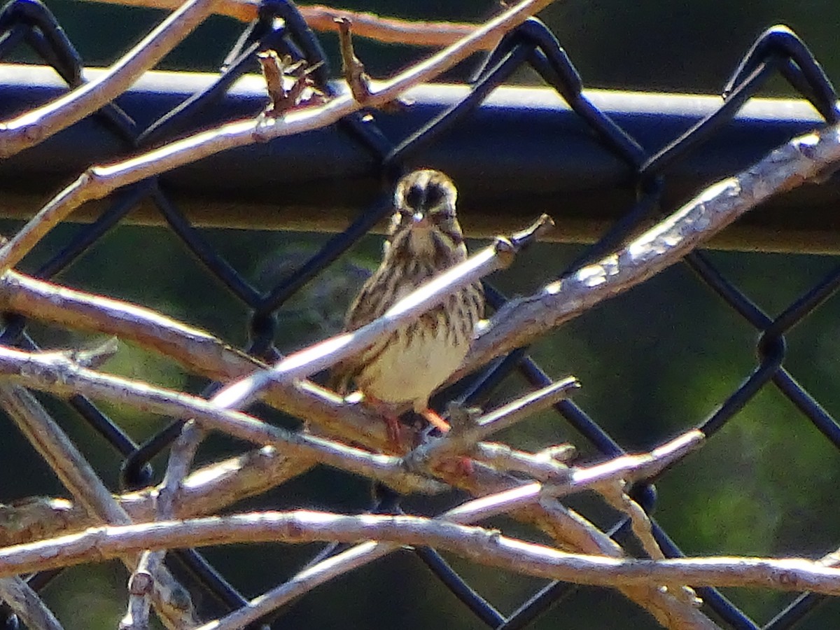 Savannah Sparrow - ML498344701