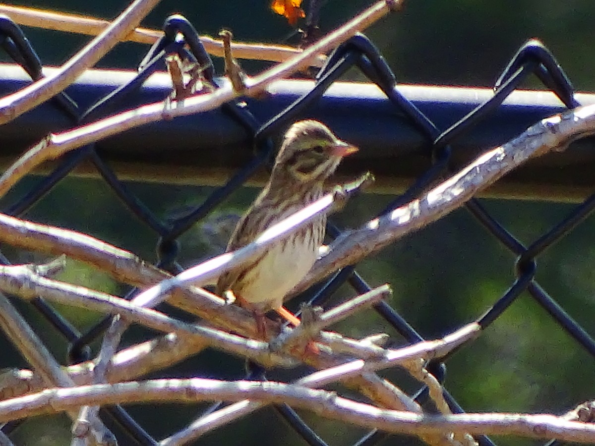 Savannah Sparrow - ML498344711