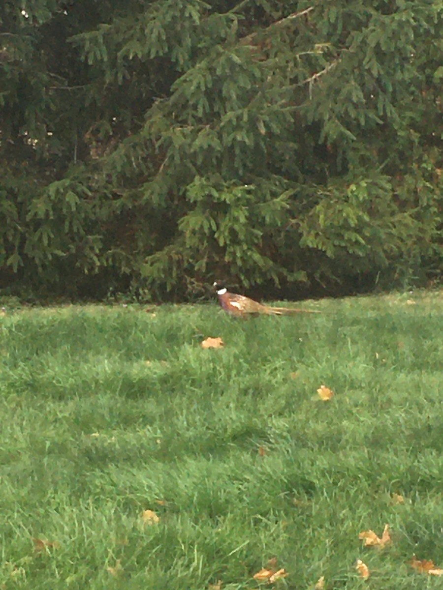 Ring-necked Pheasant - Ryan Drouillard