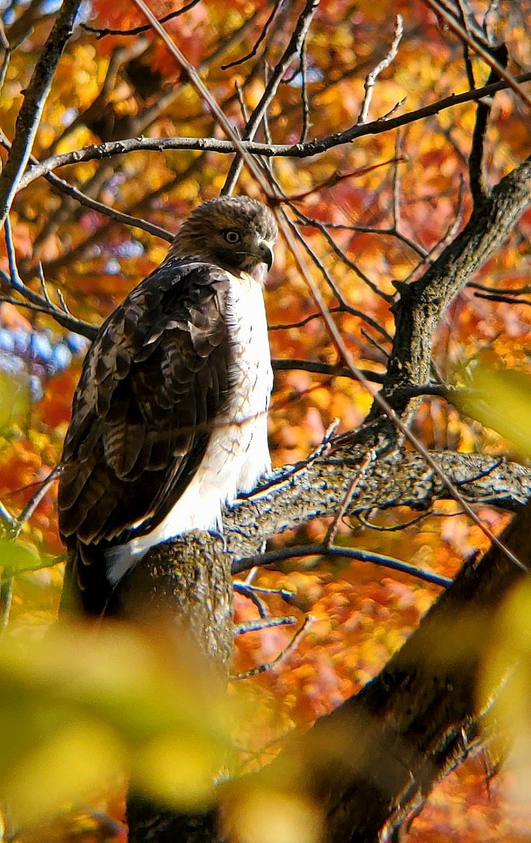 Red-tailed Hawk - ML498345101