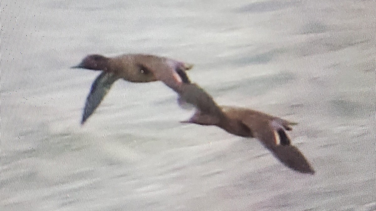 Green-winged Teal (American) - ML498345441