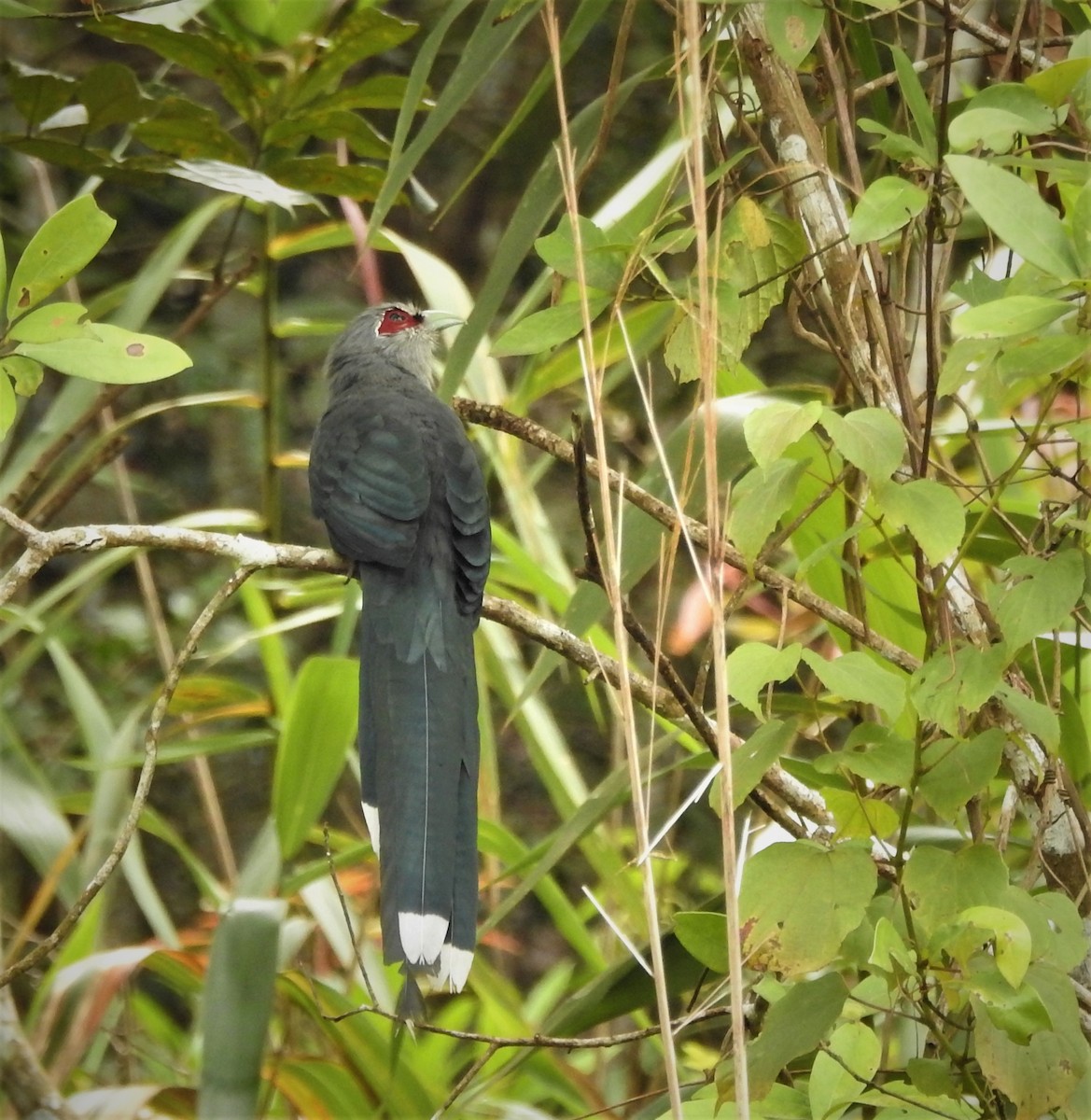 Green-billed Malkoha - ML498346021