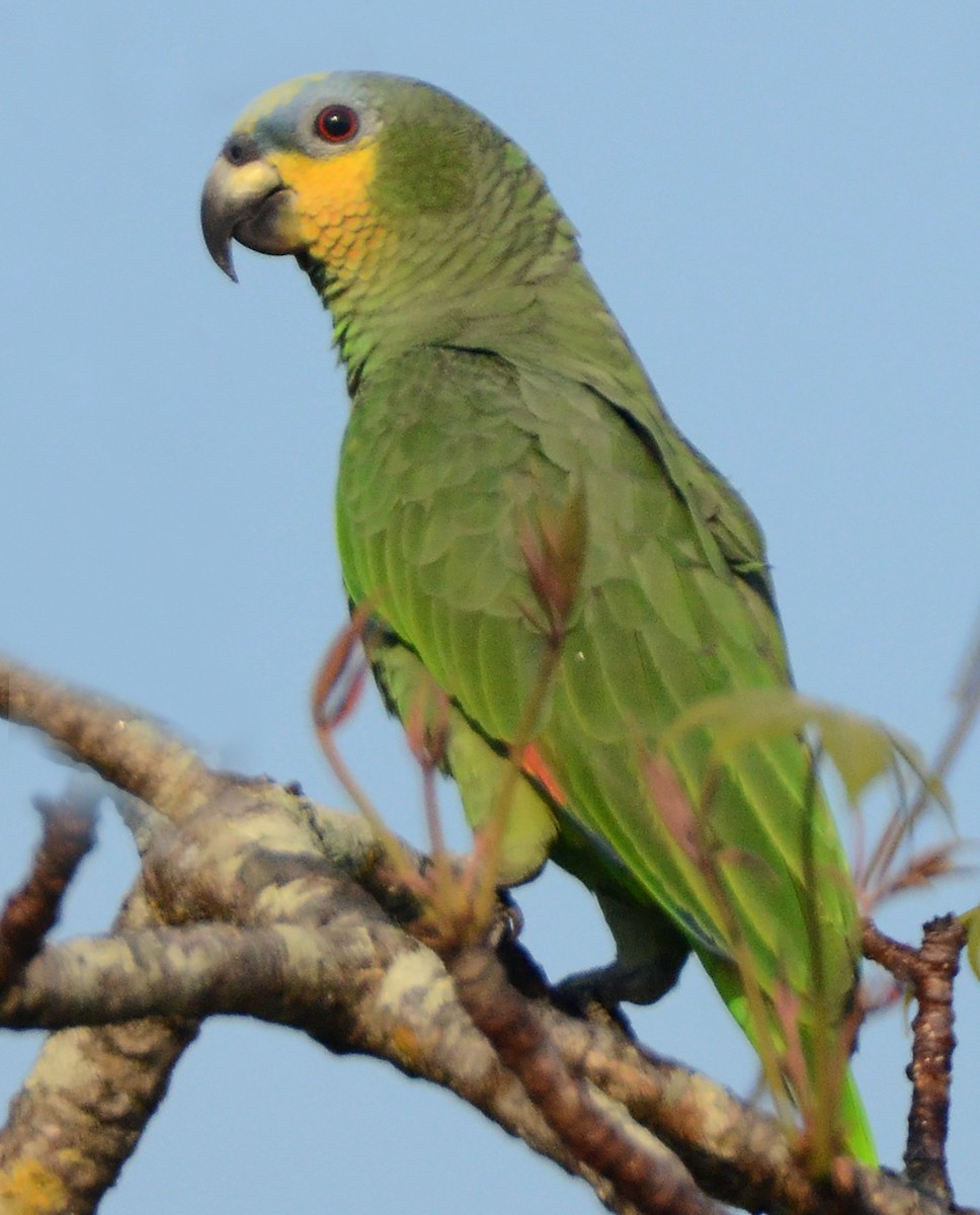 Orange-winged Parrot - ML49834711