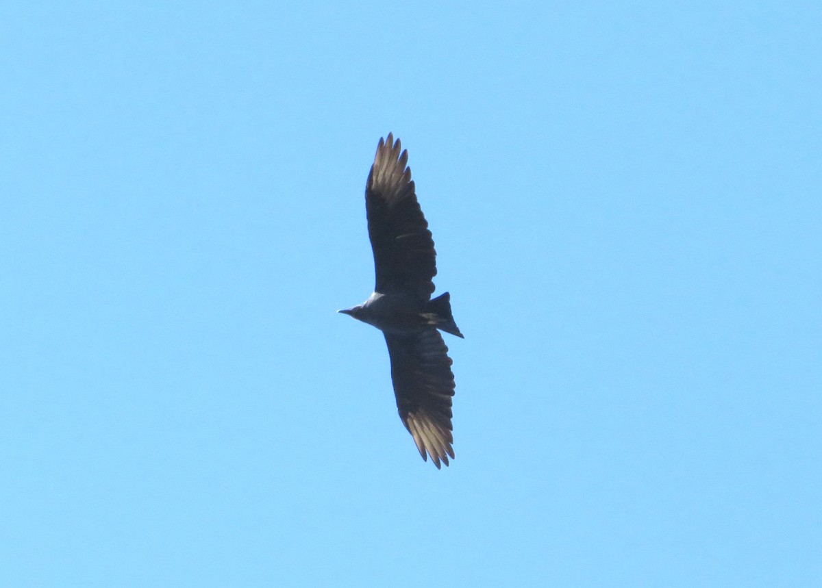 Black Vulture - ML498347521