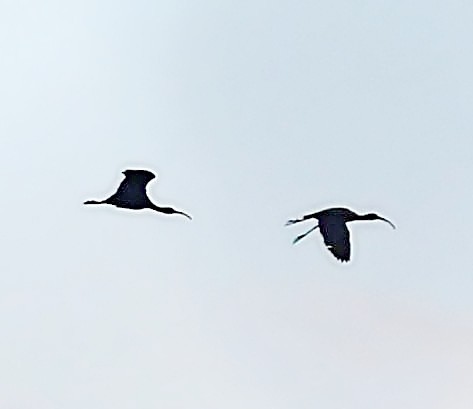 White-faced Ibis - ML498347661