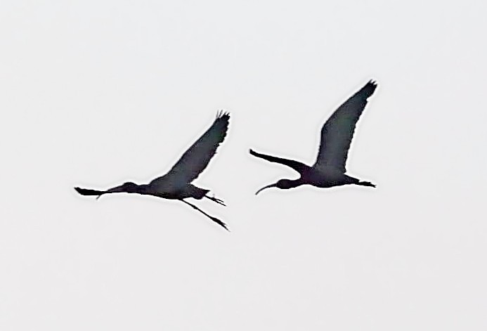 White-faced Ibis - ML498347671