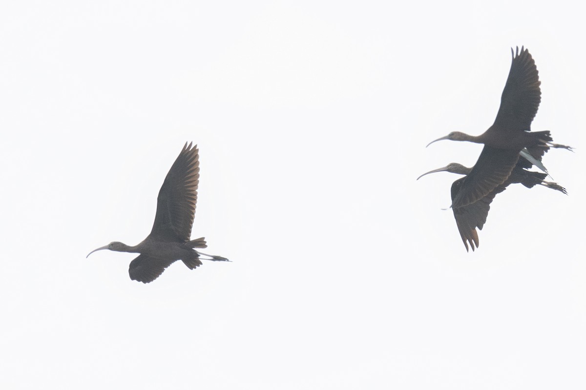 ibis hnědý - ML498348371