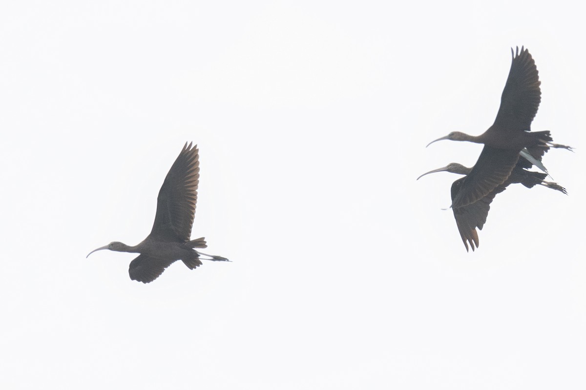 Glossy Ibis - ML498348371