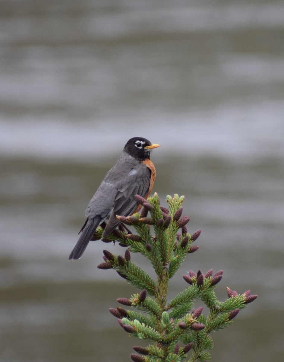 American Robin - ML498348441