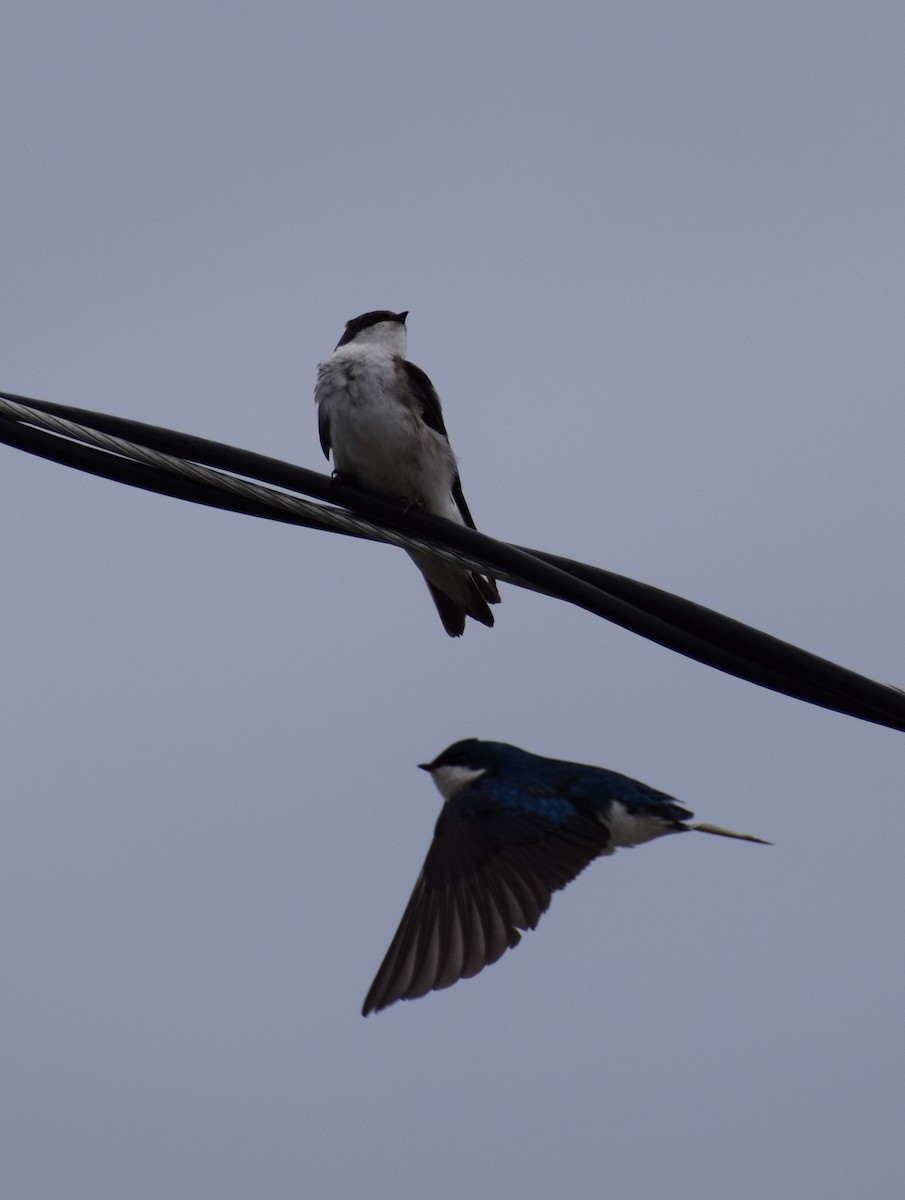 Tree Swallow - ML498348471