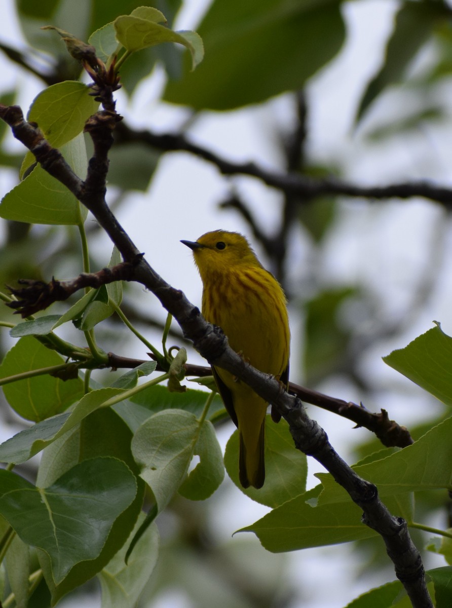 Yellow Warbler - ML498348511