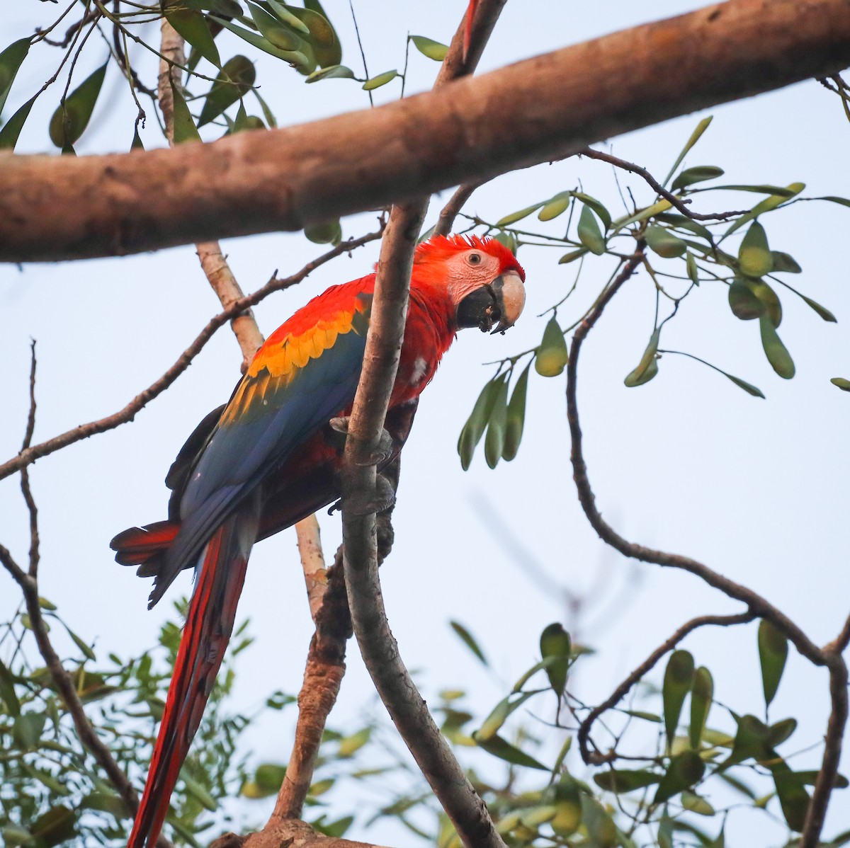 Scarlet Macaw - ML498348531